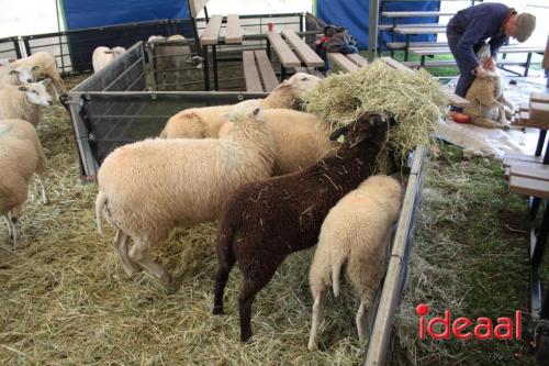 Beleef de boerderij bij Feltsigt in Bekveld - deel 1 (30-07-2023)