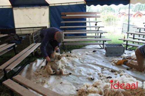 Beleef de boerderij bij Feltsigt in Bekveld - deel 1 (30-07-2023)