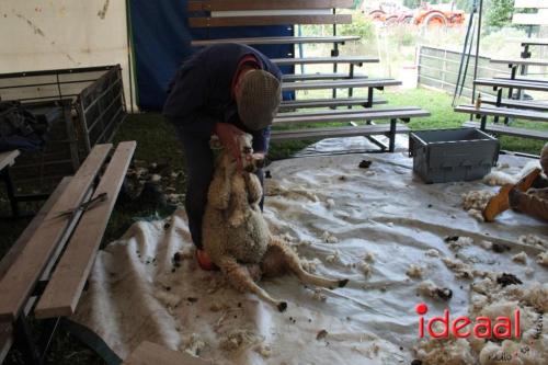 Beleef de boerderij bij Feltsigt in Bekveld - deel 1 (30-07-2023)