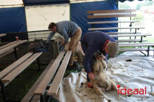 Beleef de boerderij bij Feltsigt in Bekveld - deel 1 (30-07-2023)