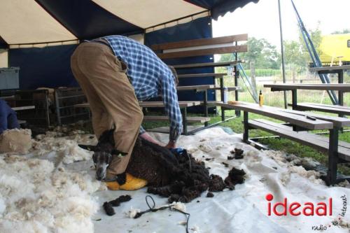 Beleef de boerderij bij Feltsigt in Bekveld - deel 2 (30-07-2023)