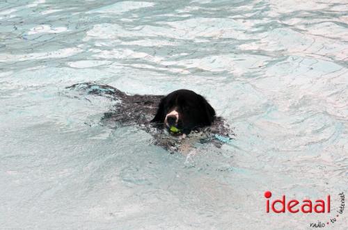 Honden zwemmen in Vorden (17-09-2023)