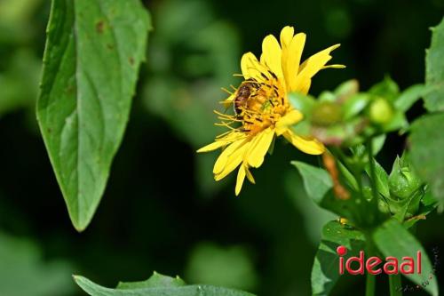 Natuur inclusief landbouw in Lochem (19-08-2024)