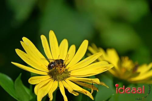 Natuur inclusief landbouw in Lochem (19-08-2024)