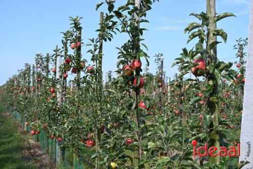 Appelplukdag bij Fruitbedrijf Horstink (01-09-2024)