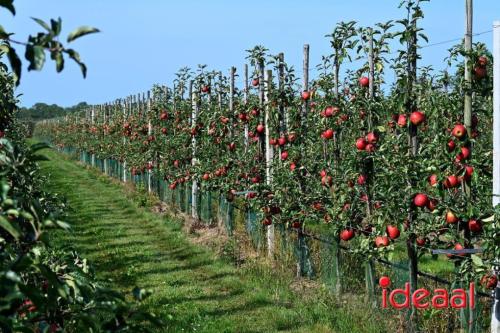 Appelplukdag bij Fruitbedrijf Horstink (01-09-2024)