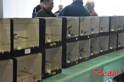 Vogelmarkt door Vogelvereniging Exokan in Keijenborg (03-03-2024)