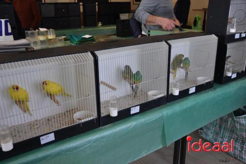 Vogelmarkt door Vogelvereniging Exokan in Keijenborg (03-03-2024)