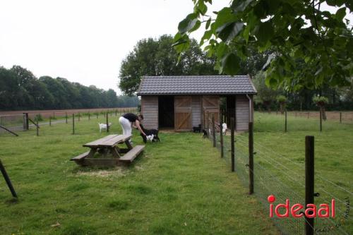 Geitenpicknick bij Gastouderbureau Gemoede(r)lijk in Doetinchem (15-05-2024)