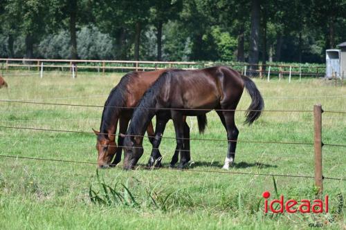 De Koekkoek Boerengolf wedstrijd (14-07-2024)