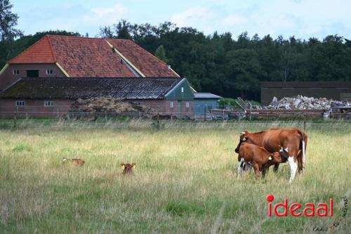 De Koekkoek Boerengolf wedstrijd (14-07-2024)