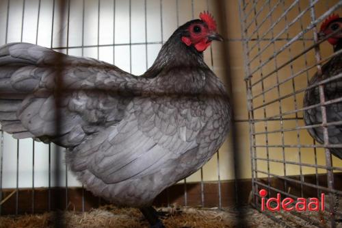 Bronckhorsterkleindierenshow - deel 1 (01-11-2024)