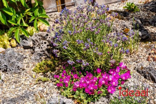 Gorssel Open Tuindag 2025