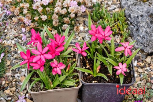 Gorssel Open Tuindag 2025