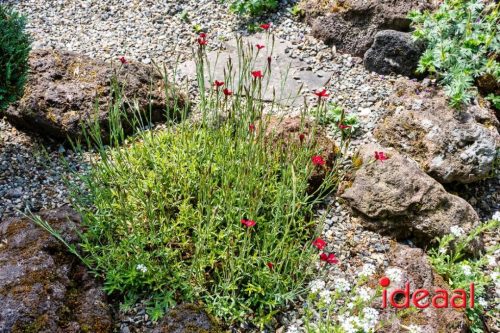 Gorssel Open Tuindag 2025