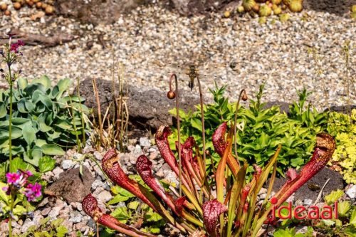 Gorssel Open Tuindag 2025