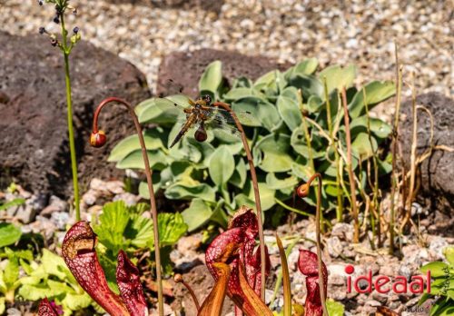 Gorssel Open Tuindag 2025