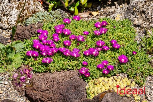 Gorssel Open Tuindag 2025