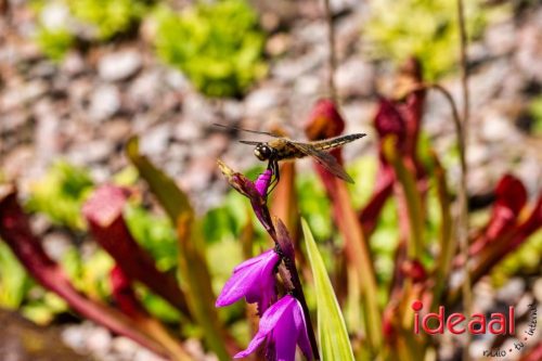 Gorssel Open Tuindag 2025