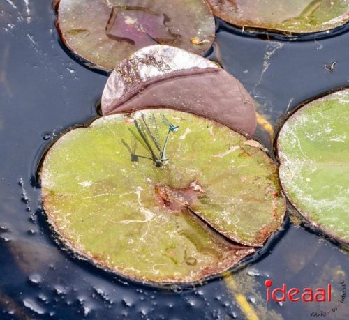 Gorssel Open Tuindag 2025