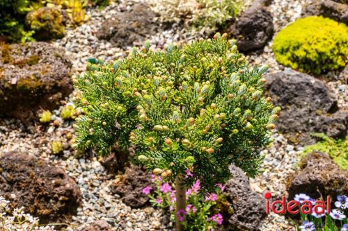 Gorssel Open Tuindag 2025