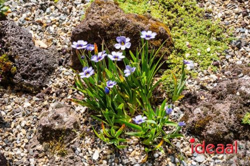 Gorssel Open Tuindag 2025