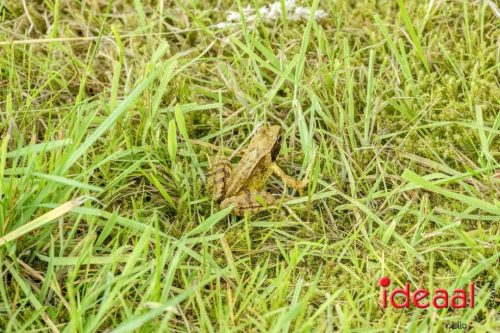 Eefde Obstacle Run Bootcamp 2025