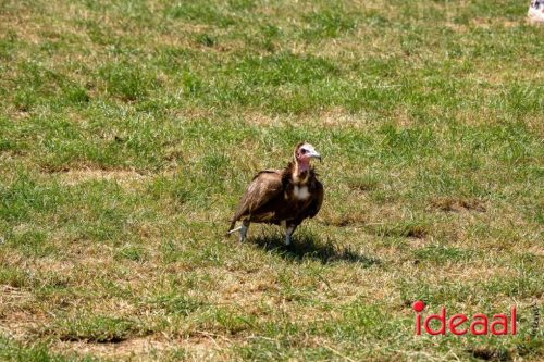 Farm en Country Fair 2025
