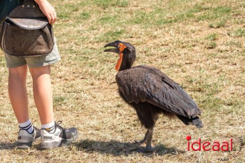 Farm en Country Fair 2025