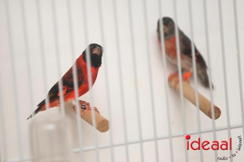 Vogelmarkt ''Vogelvreugd'' Zelhem (28-01-2023)