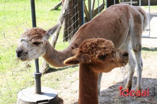 Alpaca's bij alpaca boerderij in Geesteren (12-05-2024)