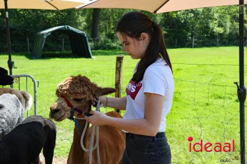 Alpaca's bij alpaca boerderij in Geesteren (12-05-2024)