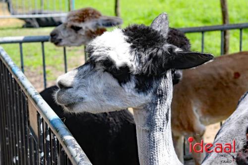 Alpaca's bij alpaca boerderij in Geesteren (12-05-2024)