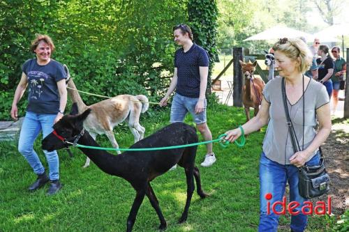 Alpaca's bij alpaca boerderij in Geesteren (12-05-2024)