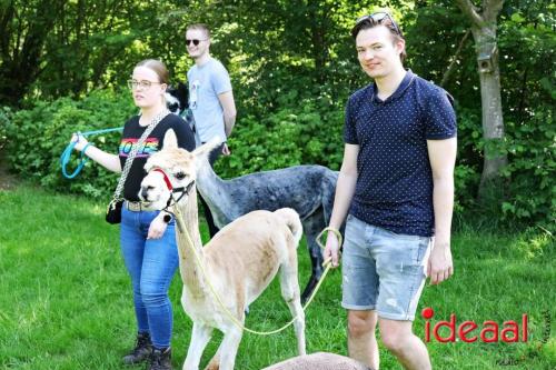 Alpaca's bij alpaca boerderij in Geesteren (12-05-2024)