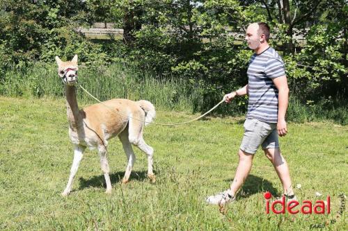 Alpaca's bij alpaca boerderij in Geesteren (12-05-2024)