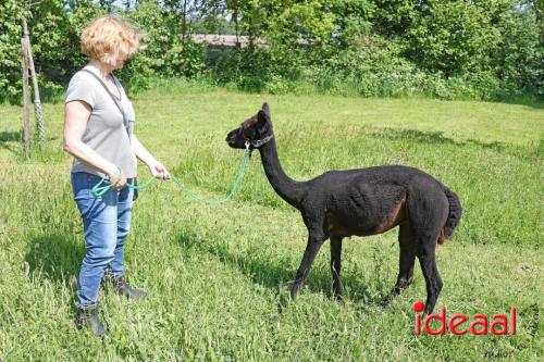 Alpaca's bij alpaca boerderij in Geesteren (12-05-2024)