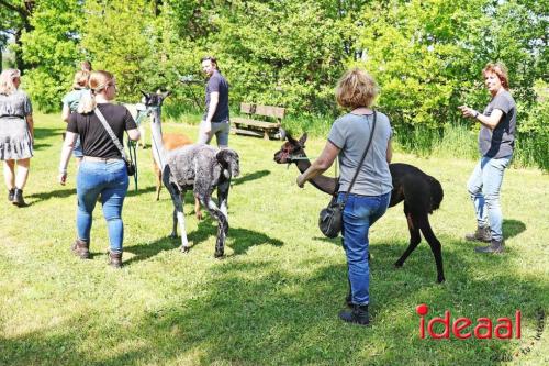 Alpaca's bij alpaca boerderij in Geesteren (12-05-2024)