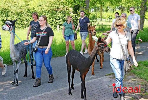 Alpaca's bij alpaca boerderij in Geesteren (12-05-2024)