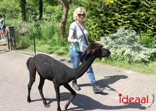 Alpaca's bij alpaca boerderij in Geesteren (12-05-2024)