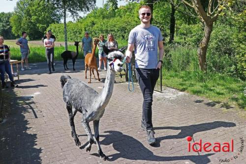 Alpaca's bij alpaca boerderij in Geesteren (12-05-2024)