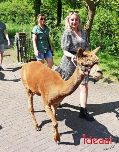 Alpaca's bij alpaca boerderij in Geesteren (12-05-2024)