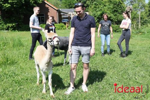 Alpaca's bij alpaca boerderij in Geesteren (12-05-2024)