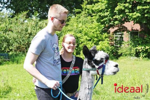 Alpaca's bij alpaca boerderij in Geesteren (12-05-2024)