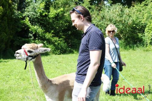 Alpaca's bij alpaca boerderij in Geesteren (12-05-2024)