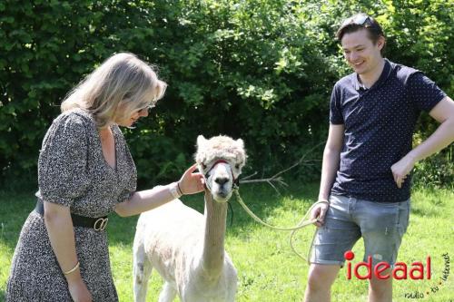 Alpaca's bij alpaca boerderij in Geesteren (12-05-2024)