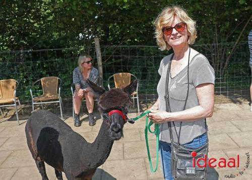 Alpaca's bij alpaca boerderij in Geesteren (12-05-2024)