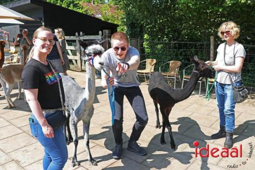 Alpaca's bij alpaca boerderij in Geesteren (12-05-2024)