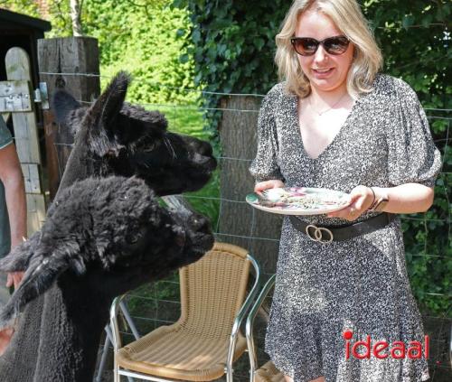 Alpaca's bij alpaca boerderij in Geesteren (12-05-2024)