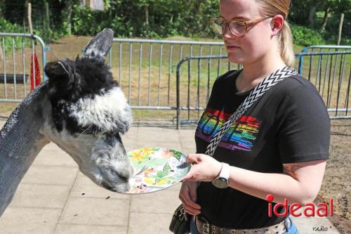 Alpaca's bij alpaca boerderij in Geesteren (12-05-2024)